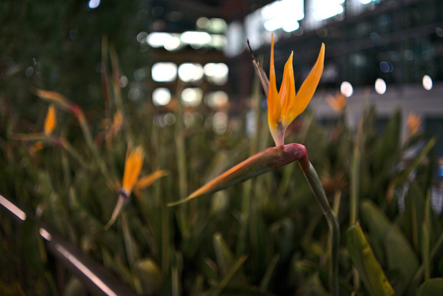 Birds of Paradise at Salesforce Park on a Sony a7ii | f/4.0 | 35 mm | ISO 800