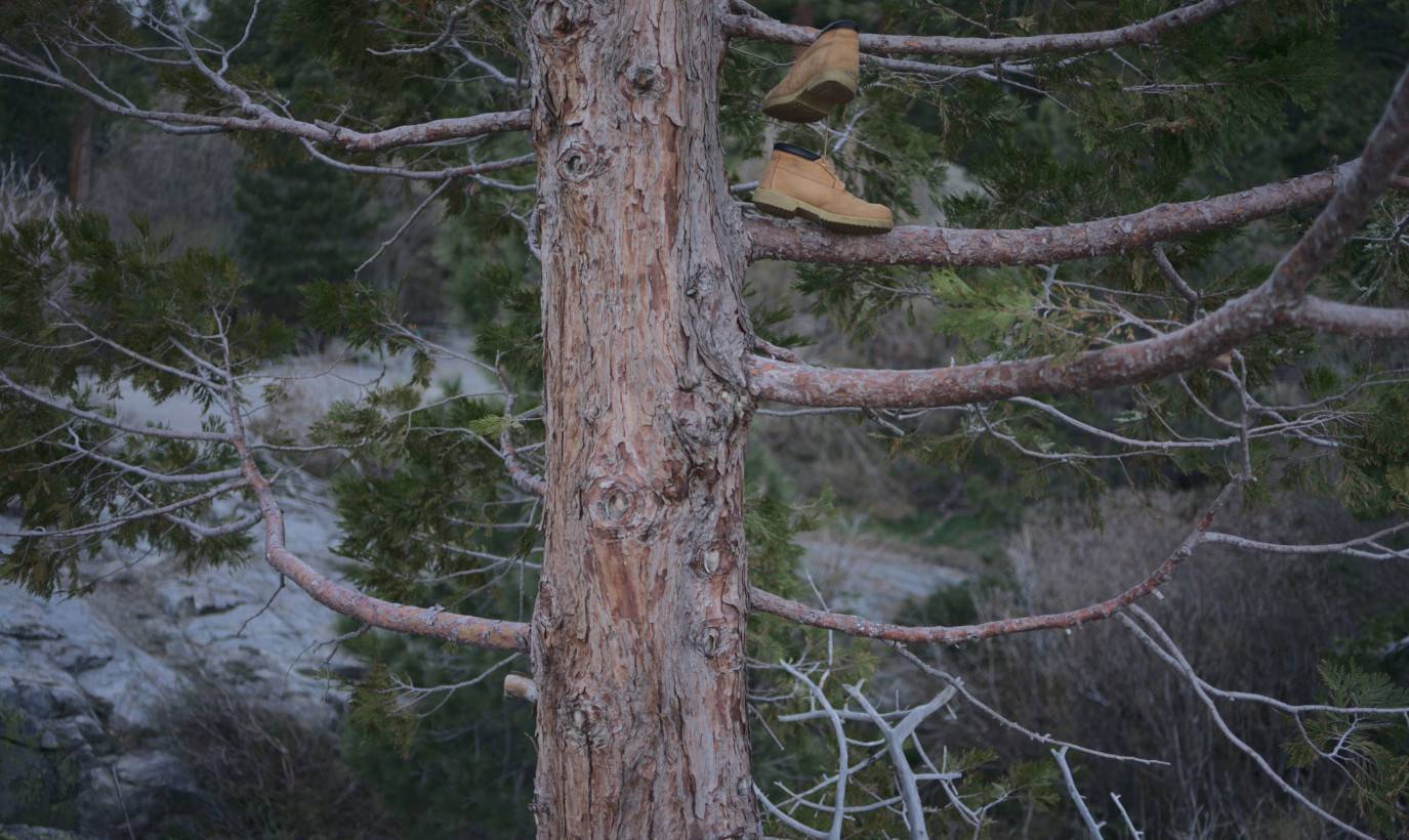 Timberlands left hanging in a tree