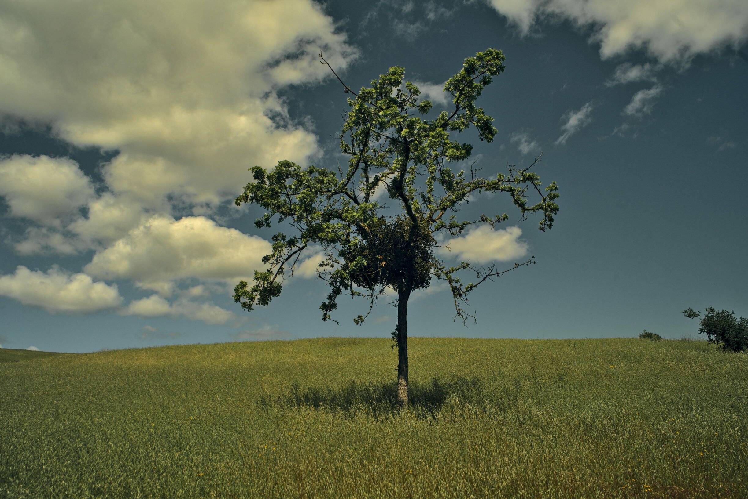 Lone tree in the field