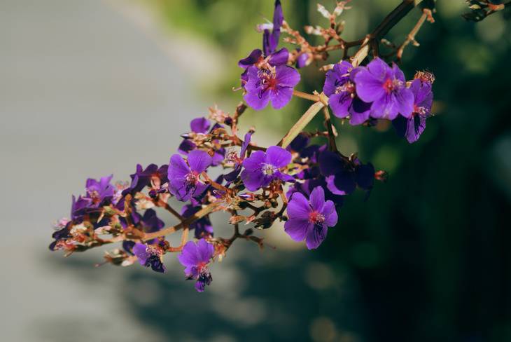 Shadows on Purple Flowers in Salesforce Park